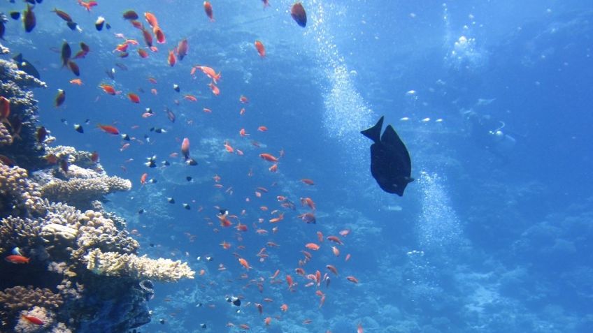 Iniciarán en Quintana Roo actividades por el Día Mundial de los Océanos