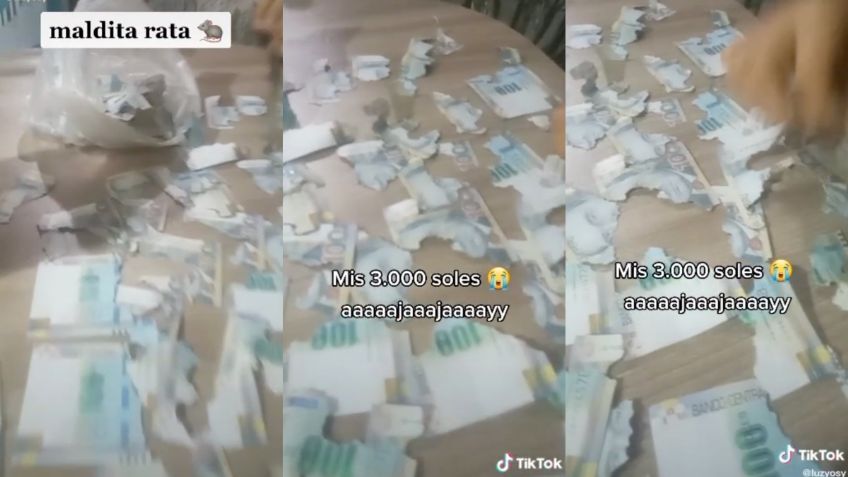 "¡Maldita rata!": ahorró 15,000 pesos en una lata, pero un roedor los hizo añicos I VIDEO en TikTok