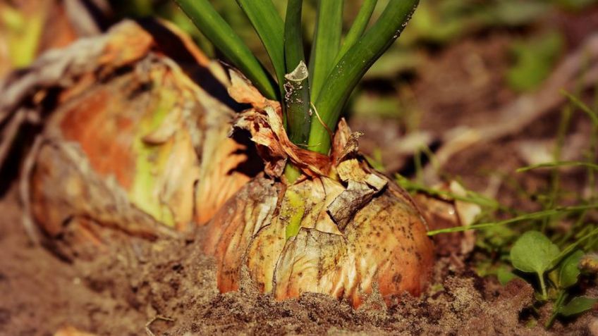 Así puedes germinar semillas de cebolla para cultivarlas en casa