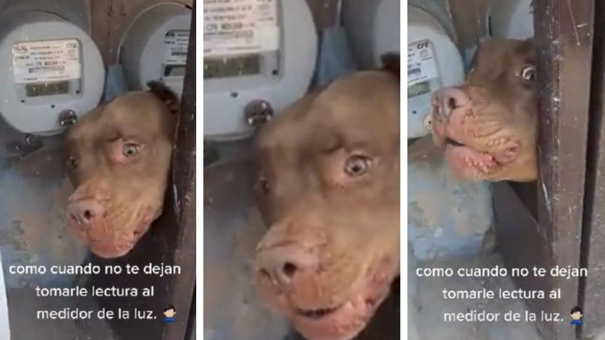 "Firulais está entrenado": Perro pitbull no deja que trabajador tome la lectura del medidor de luz de su hogar | VIDEO