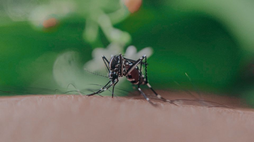 Descubre cómo preparar el remedio con ajo más eficaz par ahuyentar moscos.