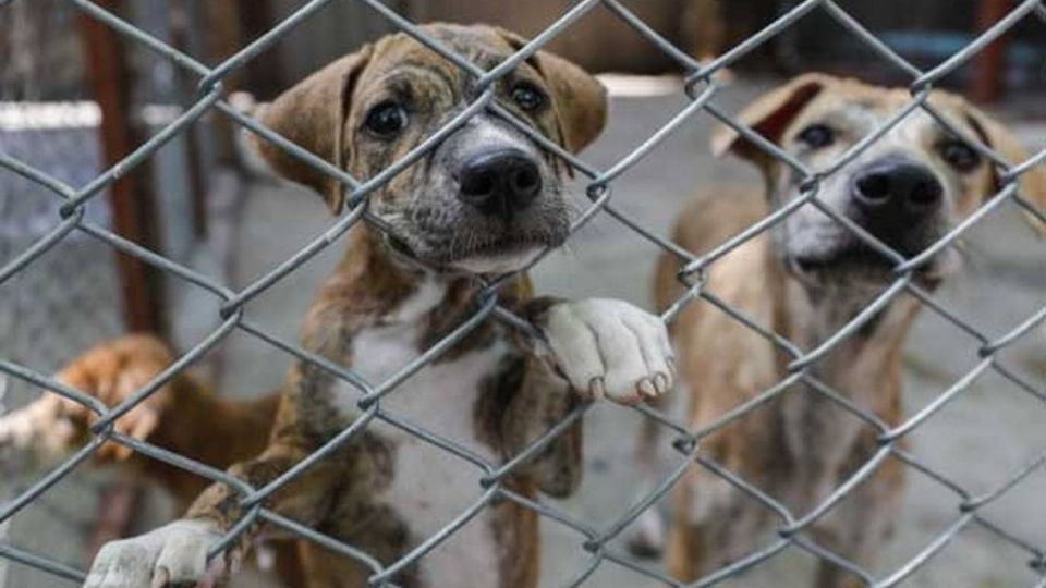 La mujer aceptó que dejó sin comida y agua a sus mascotas