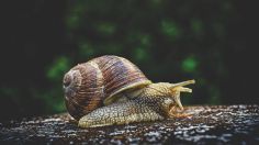 El alimento clave para ahuyentar los caracoles de tu jardín