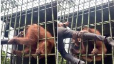 Terror en el zoológico: orangután ataca a un joven que lo molestó para hacer un video viral