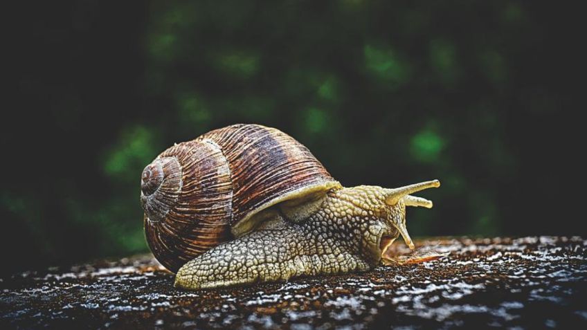 El alimento clave para ahuyentar los caracoles de tu jardín