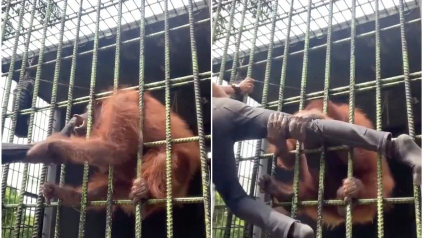 Terror en el zoológico: orangután ataca a un joven que lo molestó para hacer un video viral