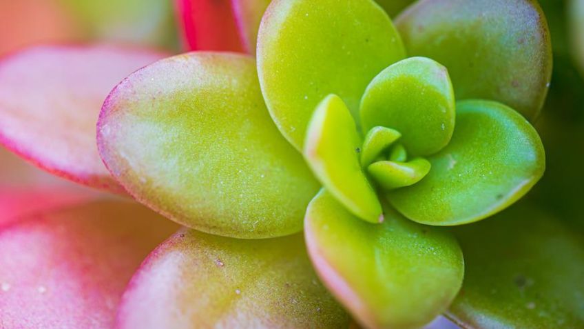 3 plantas mágicas que traerán prosperidad a tu vida, según el Feng Shui