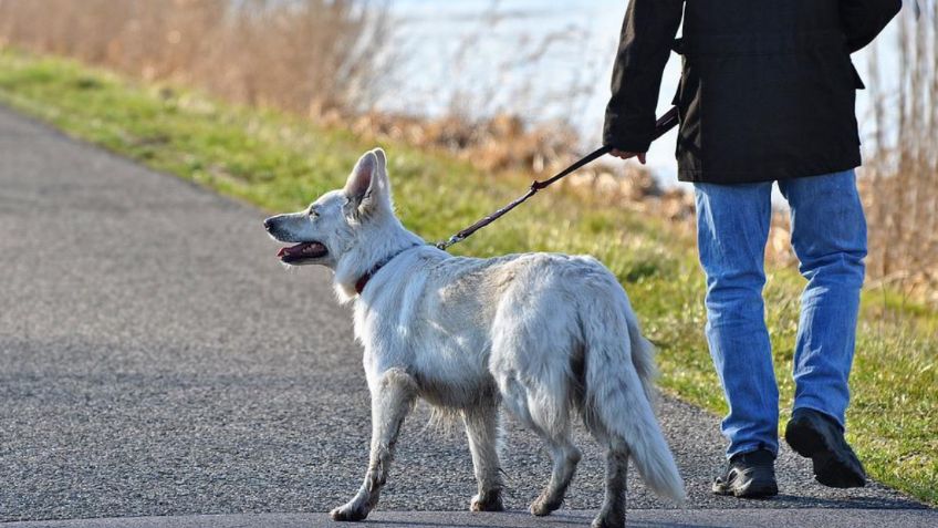 El truco perfecto para que tu perro deje de tirar la correa