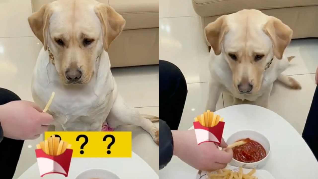 los perros pueden comer papas fritas