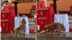 Perro se viraliza en TikTok con su ingenio para robar un pan en plena misa | VIDEO