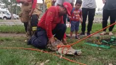 Hombre invade nido de enorme cocodrilo y es atacado; captura del reptil causa polémica | VIDEO