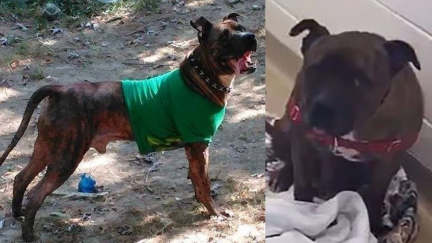 Perrito lloró por días tras ser devuelto a la perrera; un emotivo mensaje le cambió la vida y su historial se volvió VIRAL