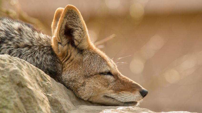 Colibríes, coyotes, murciélagos, aves y hasta linces: Sedema registra aumento de avistamientos de especies en la CDMX