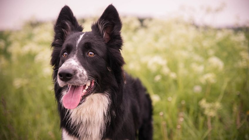 3 razas de perros a las que no se les puede cortar el pelo en verano