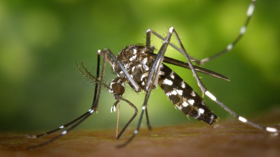 Algunas plantas son repelentes naturales de mosquitos.