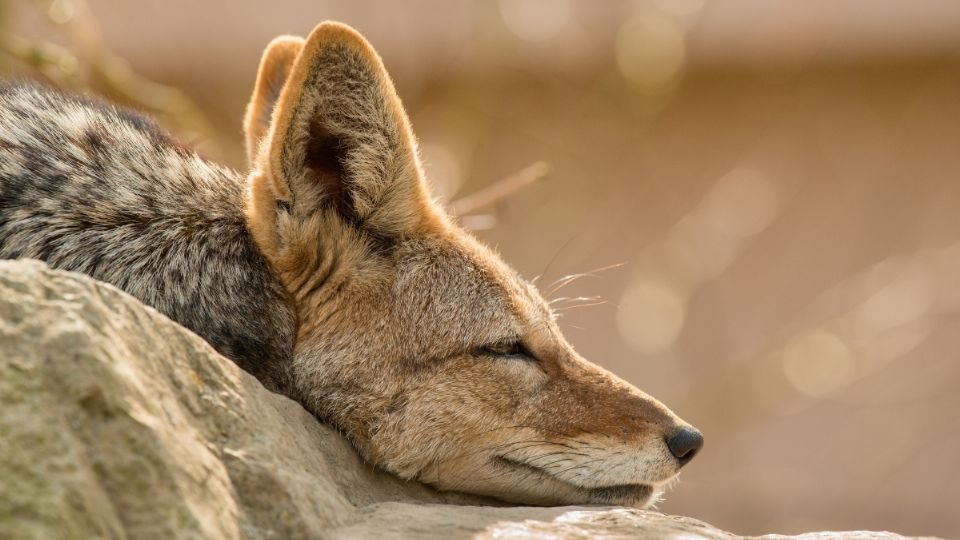 Se suman siete observaciones de Lince americano.