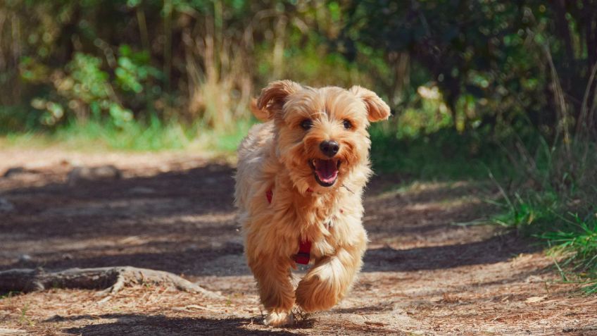 3 trucos para refrescar a tu perro en verano y evitar los golpes de calor