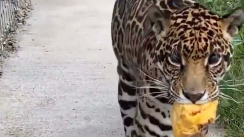 VIDEO muestra el estado actual de los felinos del refugio Black Jaguar-White Tiger