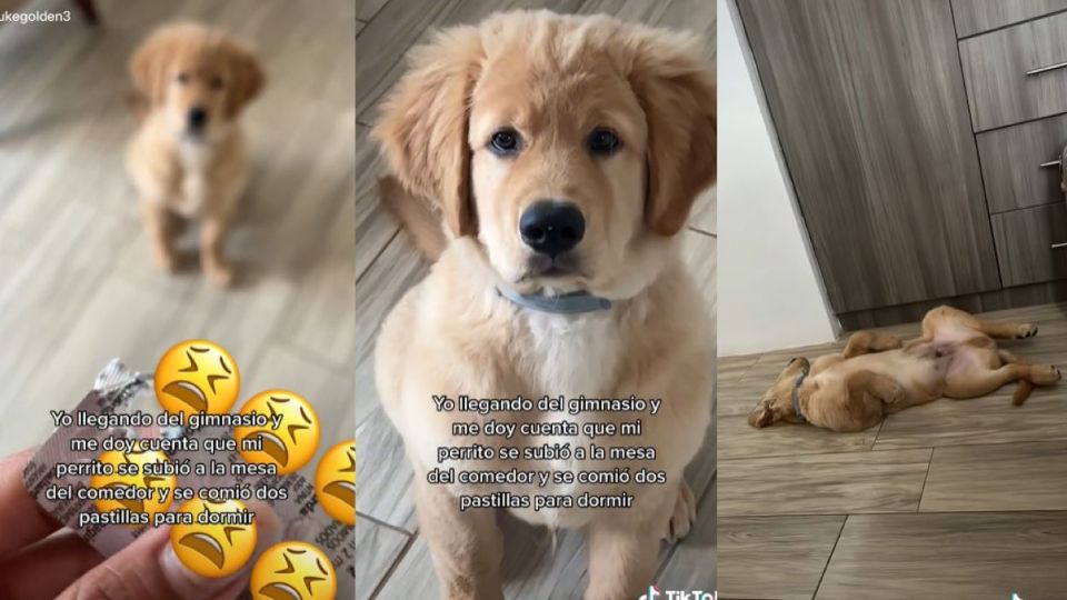 El perrito es un cachorro golden retriever de tres meses