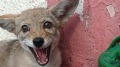 SSC rescata un cachorro de coyote; deambulaba en calles de Azcapotzalco