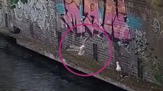 Así fue como una "gaviota asesina" atacó a una paloma y se la comió viva en un canal de Londres | VIDEO