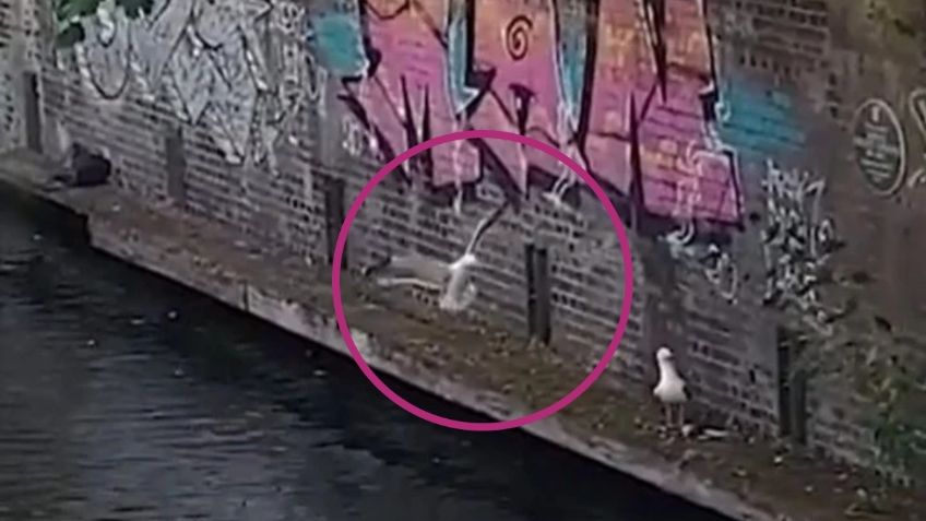 Así fue como una "gaviota asesina" atacó a una paloma y se la comió viva en un canal de Londres | VIDEO