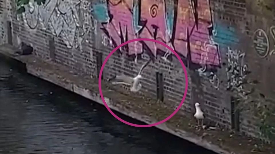 Anteriormente no era común ver a una gaviota atacando a una paloma o rata en Londres, pero esto ha cambiado en los últimos años