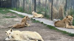 Encuentran fosas con presuntos restos de felinos pertenecientes a Black Jaguar- White Tiger en predio del Ajusco