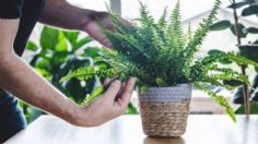 3 plantas perfectas para mantener fresco tu hogar durante el verano