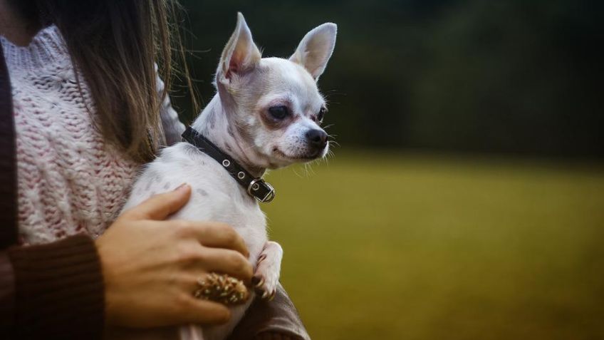 Así puedes descubrir si tu chihuahua es puro