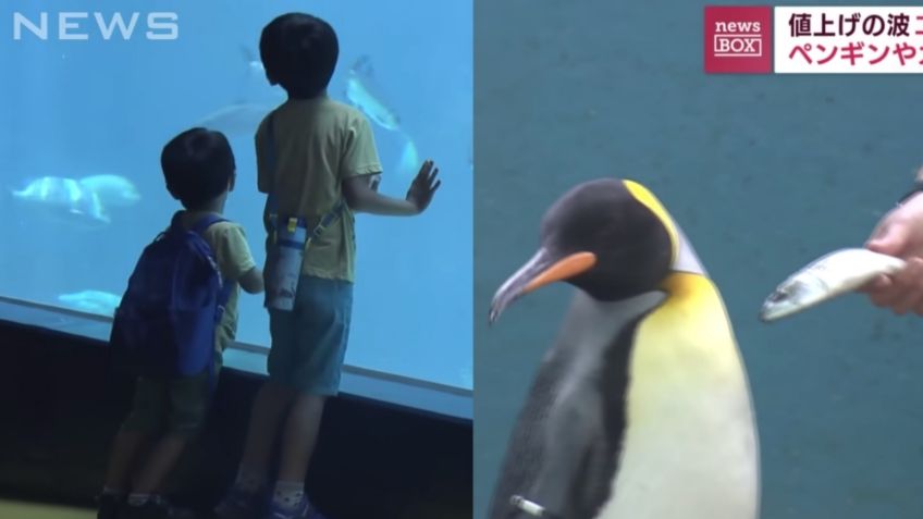 Pingüino enfurece al darse cuenta que le dan pescado de baja calidad y VIDEO rompe la red