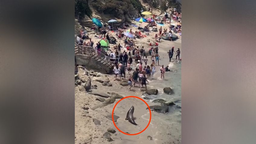 El viral momento en que dos leones marinos ahuyentan a turistas de la playa | VIDEO