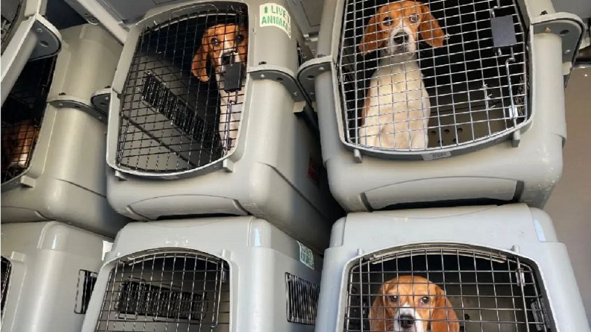 Buscan hogar para 4 mil perros de raza beagle rescatados de un criadero en Virginia, Estados Unidos