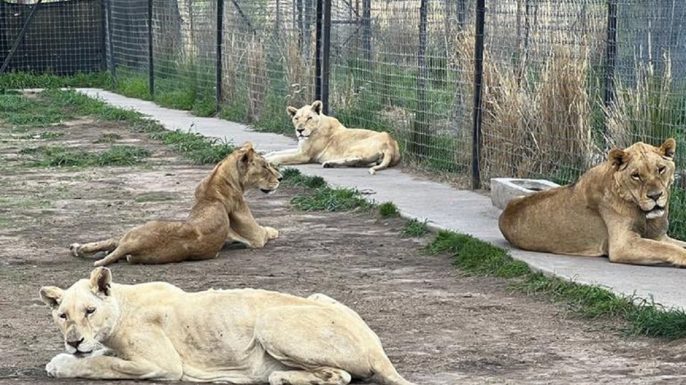 Los ejemplares rescatados ya se encuentran recibiendo atención veterinaria.