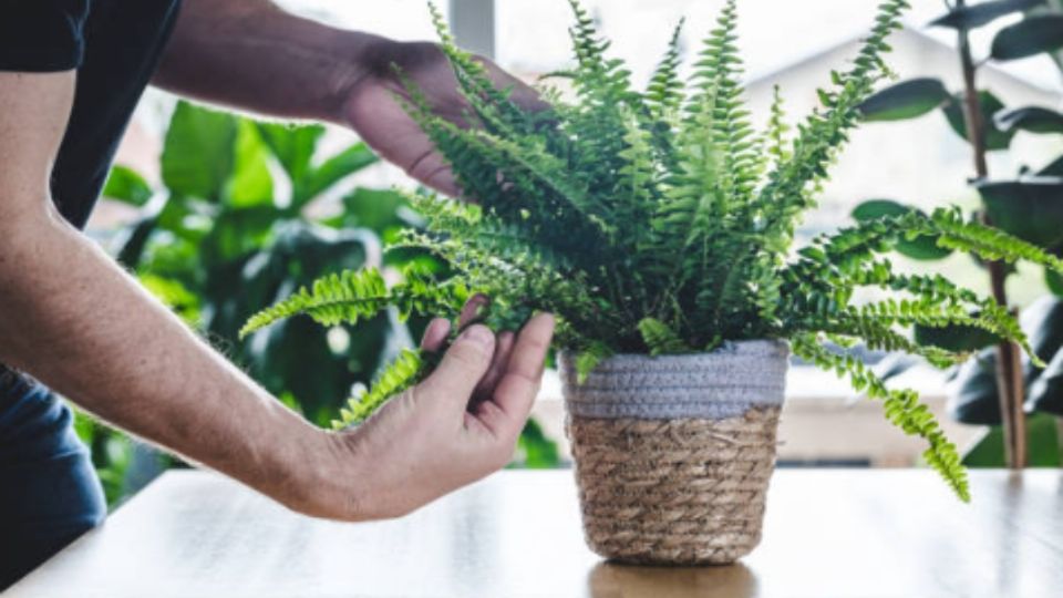 Plantas perfectas para mantener fresco tu hogar en el verano