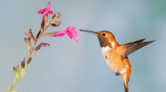 ¿Te gustan los colibríes? 3 plantas perfectas para atraerlos a tu hogar