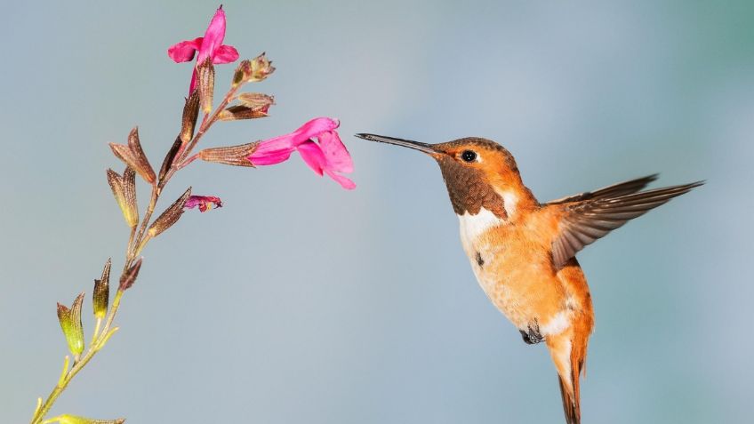 ¿Te gustan los colibríes? 3 plantas perfectas para atraerlos a tu hogar