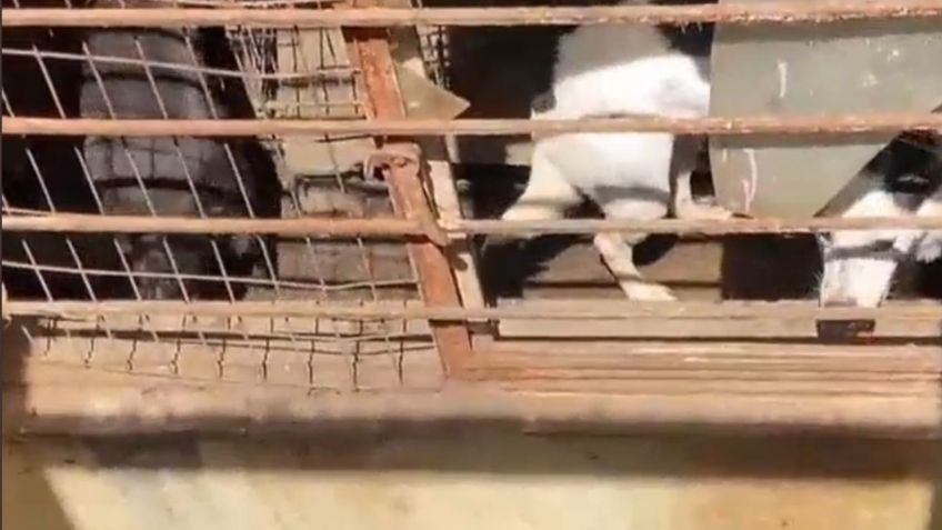 Maltrato animal: Hallan más de 100 perros hacinados en casa de Azcapotzalco | VIDEO