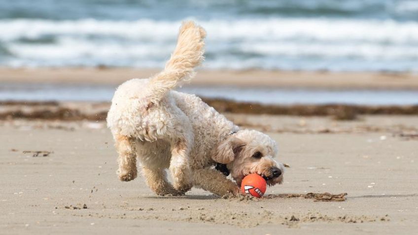 3 razas de perros que aman la playa