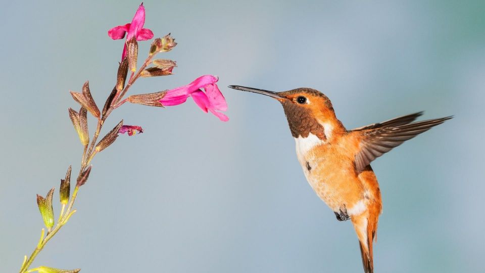 Estas pequeñas aves coloridas son susceptibles a varios olores.