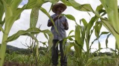 México va a producir 60 por ciento de los fertilizantes que se utilizan; Agronitrogenados se va a ampliar: López Obrador