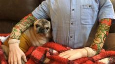 Disfrazan a maniquí como dueño de perrito pug; no soportaba estar lejos de él