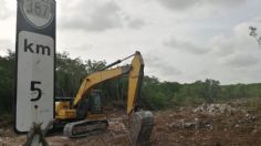 Fonatur inicia desmonte de selva en Puerto Morelos por Tren Maya 