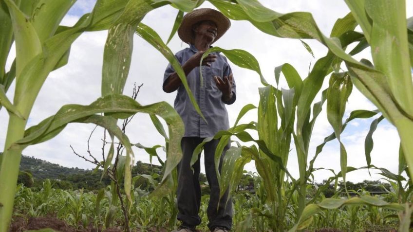 México va a producir 60 por ciento de los fertilizantes que se utilizan; Agronitrogenados se va a ampliar: López Obrador