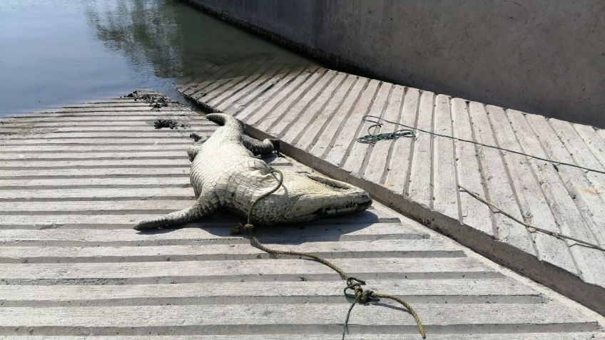 Encuentran un cocodrilo muerto en paseo turístico de Tampico; traía un anzuelo