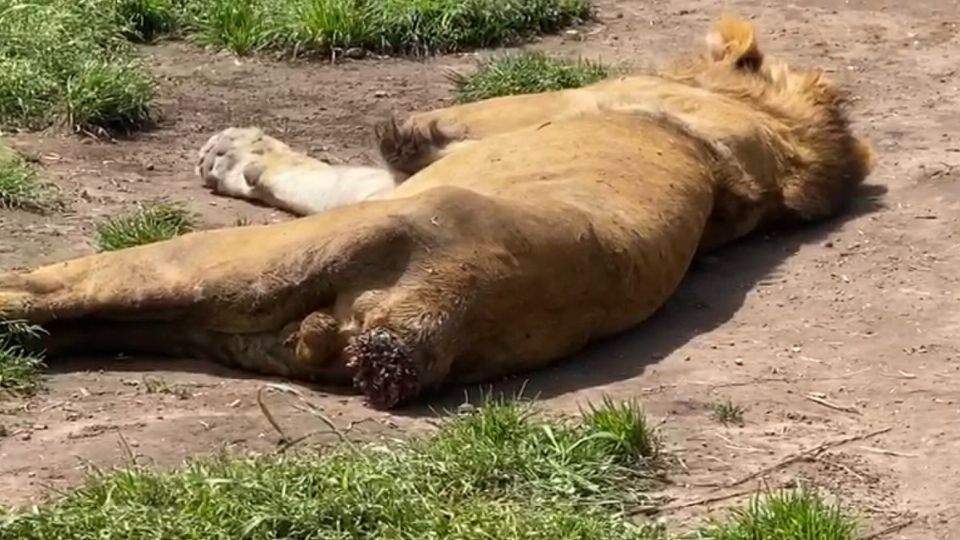 AZCARM informó que tampoco permiten ingresar a sus veterinarios.