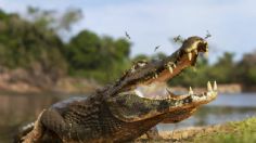 Anciana muere devorada por caimanes en el lago de un campo de golf