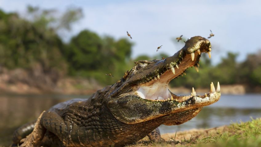 Anciana muere devorada por caimanes en el lago de un campo de golf