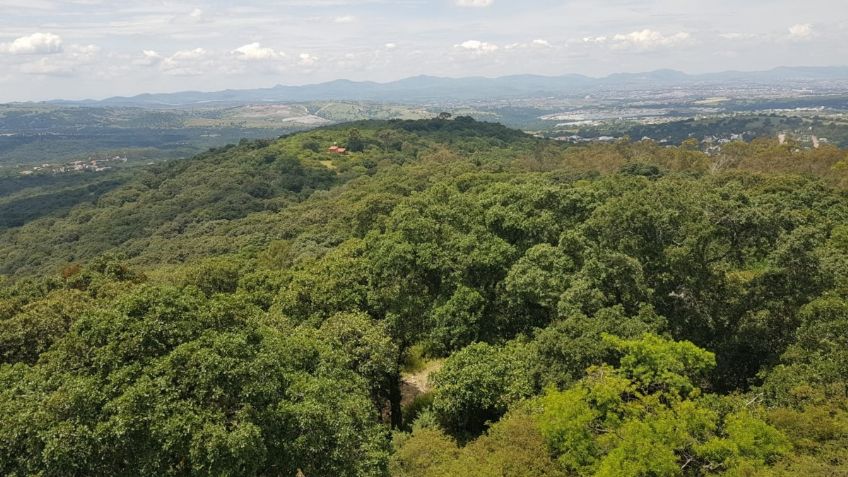 Reafirma gobierno de Puebla compromiso con medio ambiente; protege 859 hectáreas más en “Flor del Bosque”