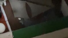 Perro abandonado en azotea sufre calor y lluvia por más de 12 horas, denuncian maltrato animal: VIDEO